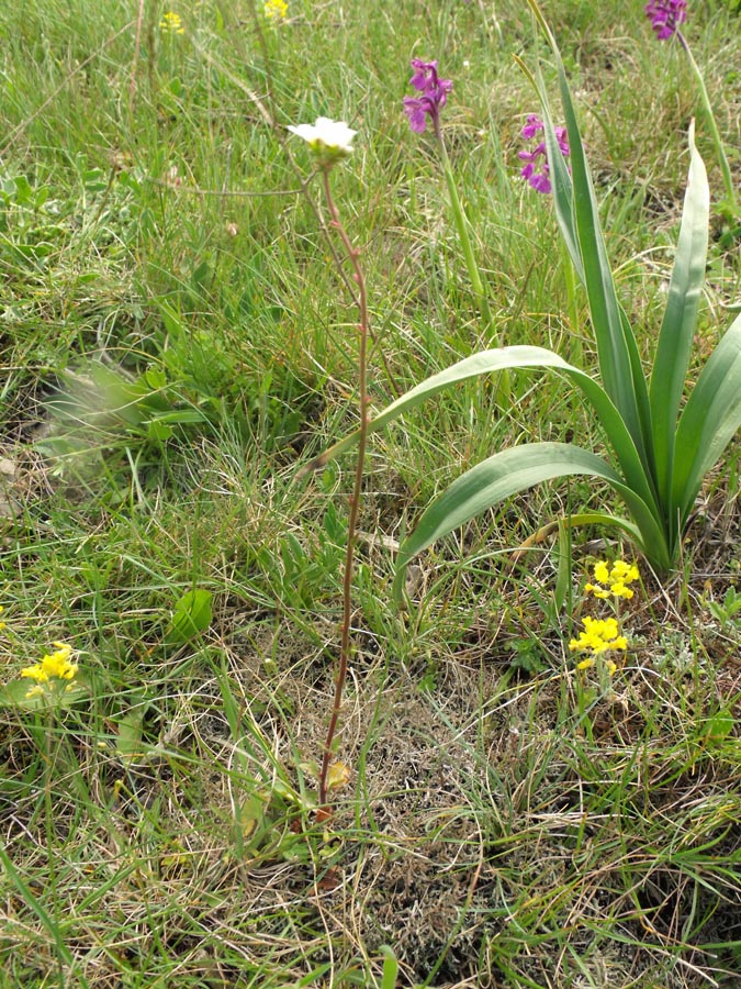 Saxifraga dal Gargano - Saxifraga bulbifera